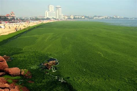 With Surf Like Turf, Huge Algae Bloom Befouls China Coast - The New ...