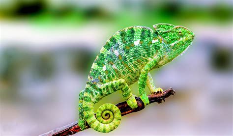 Free photo: Green Chameleon - Animal, Chameleon, Green - Free Download - Jooinn