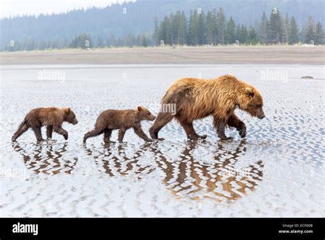 Female brown bear and her two cubs walk on the beach at Lake Clark National Park Stock Photo - Alamy