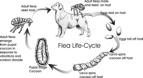 39 HQ Images Cat Life Cycle Stages / CDC - DPDx - Dipylidium caninum | harrisweening