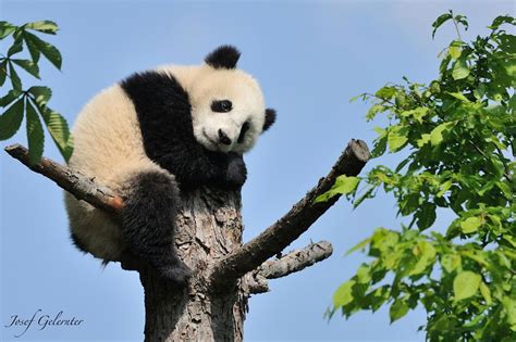 Panda Tree Hug by Josef Gelernter on 500px | Panda tree, Panda, Panda bear