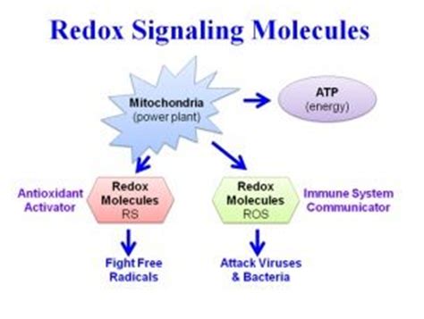 Redox Signaling - Be Well Buzz