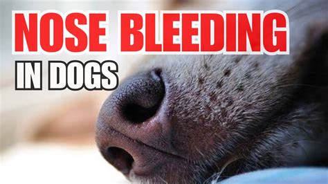 NOSE BLEEDING ba si doggy mo? Thats what we call, EPISTAXIS! - YouTube