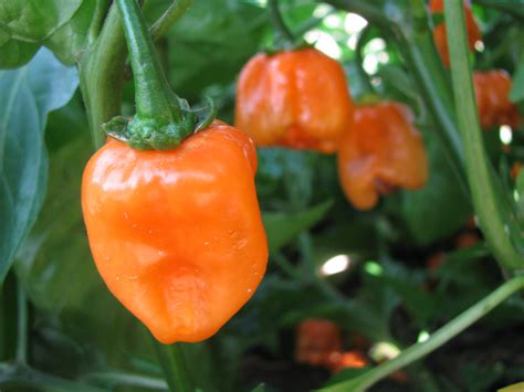 Habanero Orange Pepper | White Harvest Seed Company