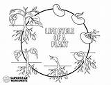 Plant Life Cycle Clipart Worksheet Sketch Coloring Page sketch template