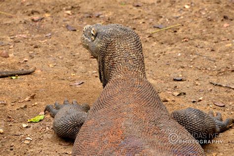 Indonesia Wildlife – Ramdas Iyer Photography