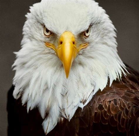 🔥 Majestic eagle is ready for a close up 🔥 - NatureIsFuckingLit | Eagle, Wolf spirit animal ...