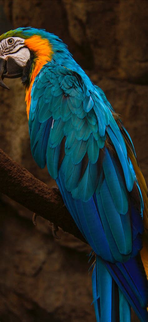 Parrot iPhone X Wallpapers Free Download