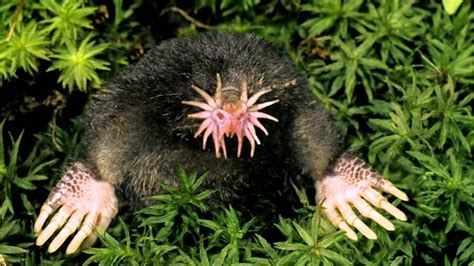 Star nosed mole - YouTube