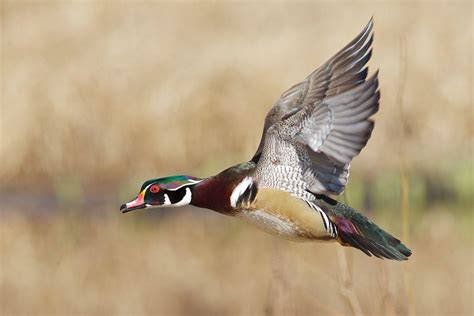 Wood Duck Flying Wallpaper