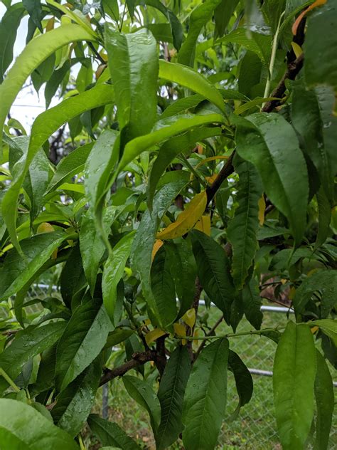 watering - Help identifying cause of yellowing fruit tree leaves ...