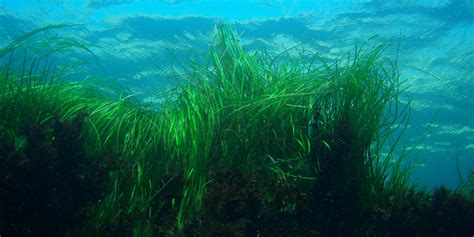 The importance of seagrass: Why we should conserve this marine habitat | GVI AUS