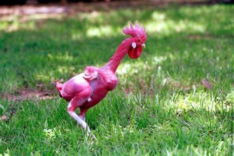 99 WOW: Featherless Bald Chickenدجاج أصلع بدون ريش