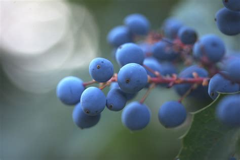 Mahonia nervosa (Cascade Mahonia)