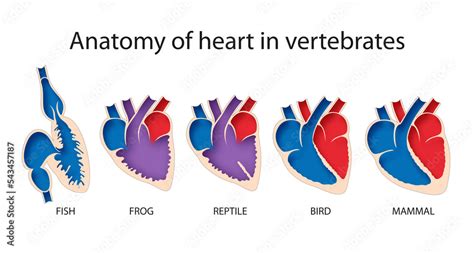 Comparative anatomy of heart in vertebrates diagram Stock Illustration ...