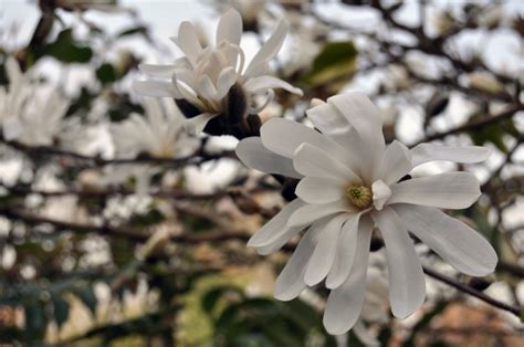 MAGNOLIA STELLATA | Old Hall Nurseries