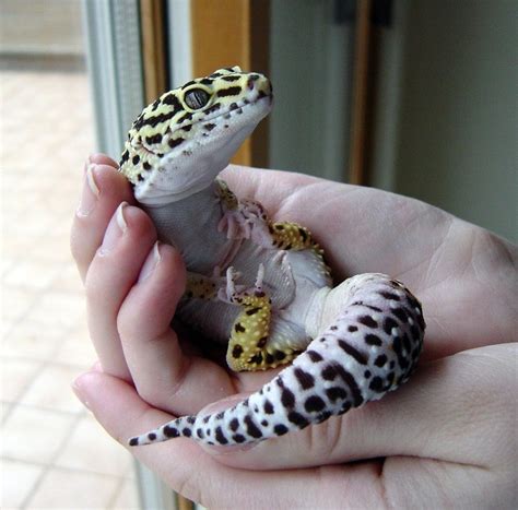 Leopard Gecko Facts and Pictures