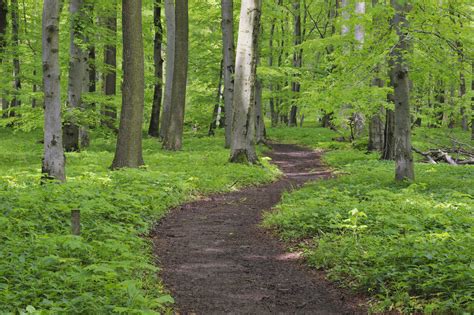 Germany, Thuringia, View of spring forest with beech trees stock photo