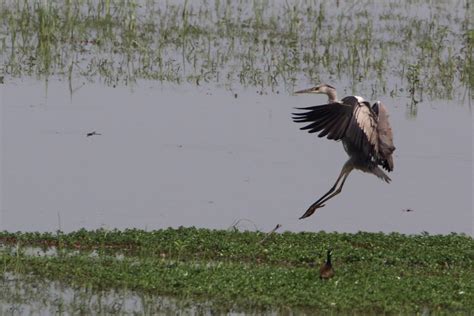 A heron landing - Free Image by Simi on PixaHive.com