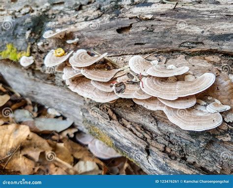 Wild Thin Plate Shaped Mushrooms Grow on Dead Tree Stock Image - Image ...