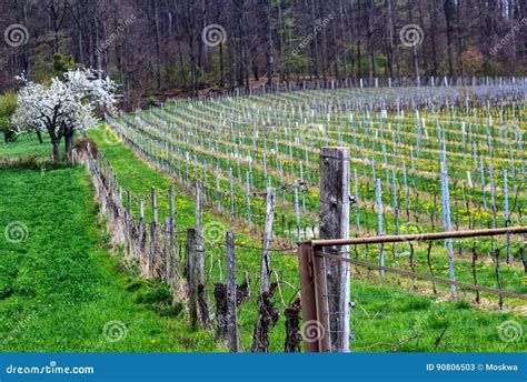 Vineyard Landscape in Spessart Mountains, Germany Stock Image - Image of harvest, meadow: 90806503