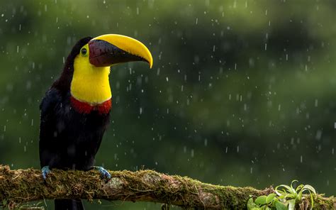 Download Beak Bird Rain Animal Toucan 4k Ultra HD Wallpaper