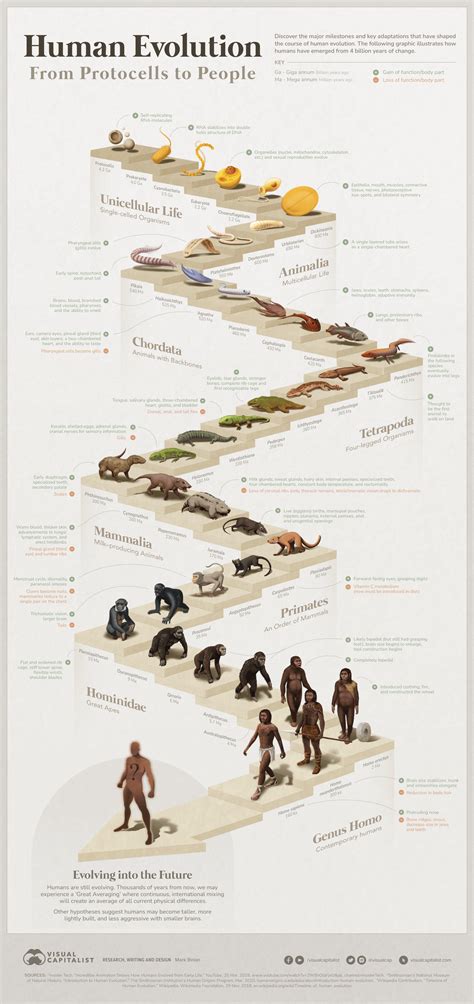 Visualized: The 4 Billion Year Path of Human Evolution | annotated by howie.serious