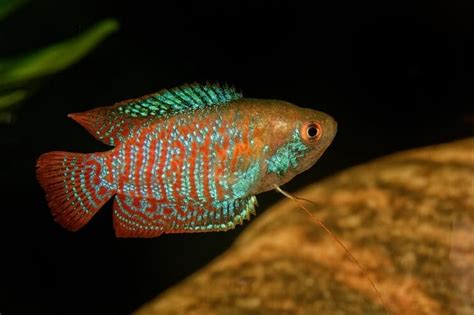 Dwarf Gourami: Tropical Fish Species Profile | Fishkeeping World