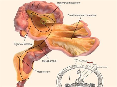 Irish scientists identify new human organ