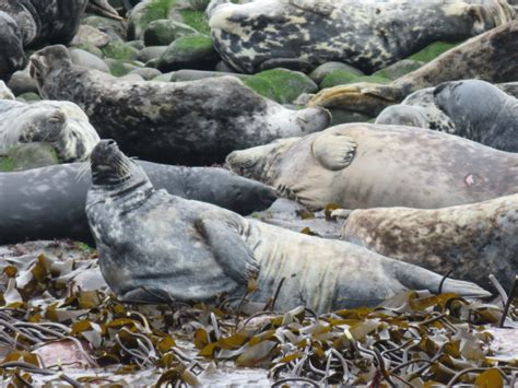 Farne Islands Bird & Seal Watching | How Beautiful Life Is