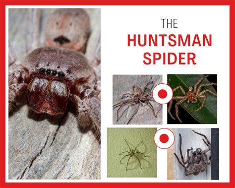 The Huntsman Spider