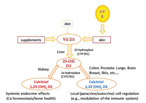 Vitamin D synthesis and metabolism | Vitamins, Vitamin d, Clinical ...