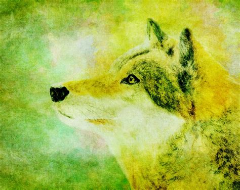Wolf Illustration Free Stock Photo - Public Domain Pictures
