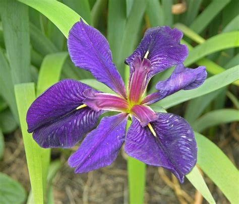 Black Iris Flower Pictures | Flower Meanings, Pictures and Photos | Iris flower pictures, Iris ...