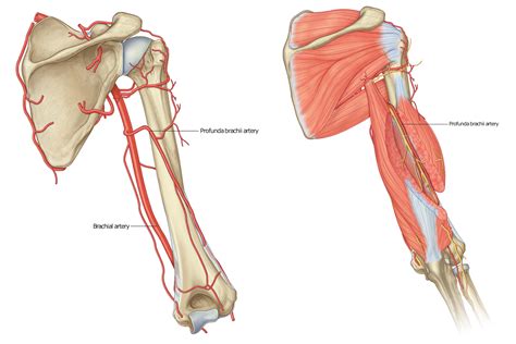 Medical Terms & Сlinical Сases : Brachial artery