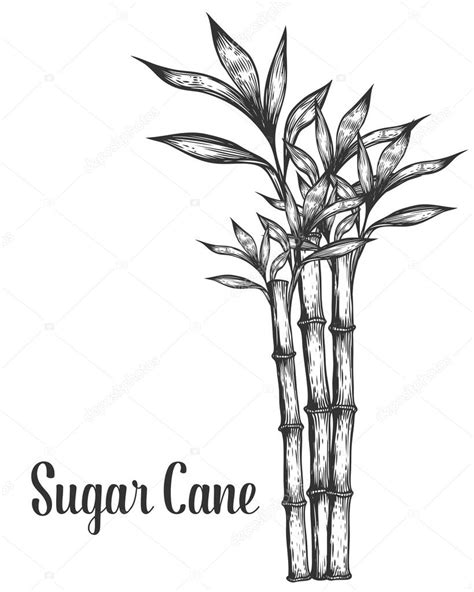 Sugar Cane Coloring Coloring Pages