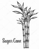 Sugar Cane Coloring Pages sketch template