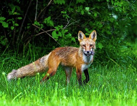 Red Fox with a meal Photograph by Jennifer Sigmon - Pixels