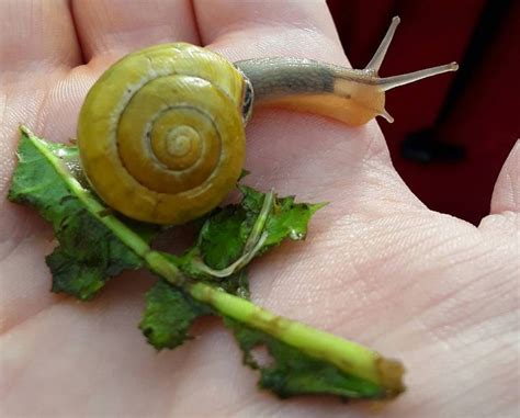 molluscs - What species of snail is this? - Biology Stack Exchange