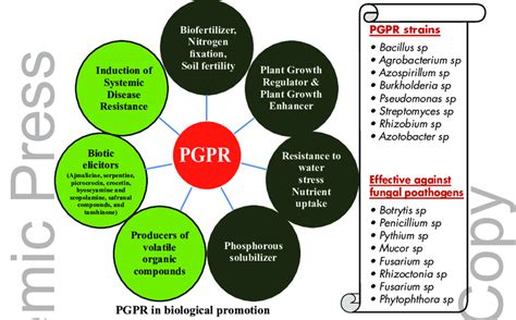 4 Role of PGPR in biological growth promotion. | Download Scientific Diagram