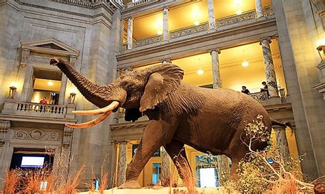 Exploring The Wonders Of The World: Smithsonian Museums, Galleries, And Zoo - WorldAtlas.com