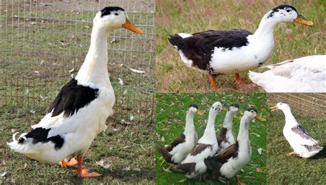 Magpie Duck Breed – Everything You Need to Know