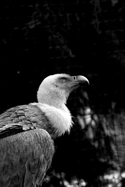 Premium Photo | Close-up of vulture