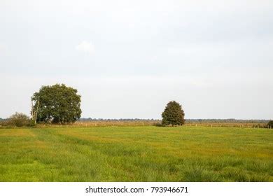 Marsh Landscape Trees Stock Photo 793946671 | Shutterstock