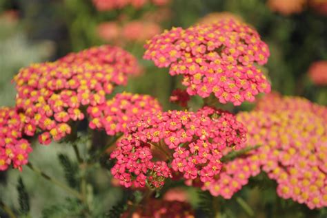 Herbaceous Perennials at Oxfordshire Plant Nursery