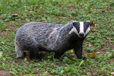 Sometimes Wiping Out Badgers Helped. Sometimes It Didn’t. Why? - The New York Times