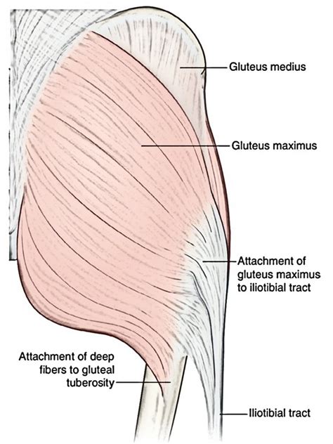 Gluteus Maximus – Earth's Lab