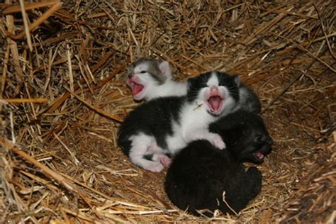 How to Take Care of Premature Newborn Kittens - Pets