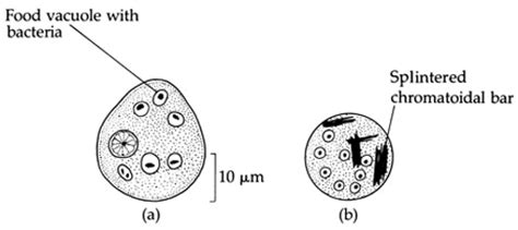 Entamoeba coli parasite | Medical Laboratories