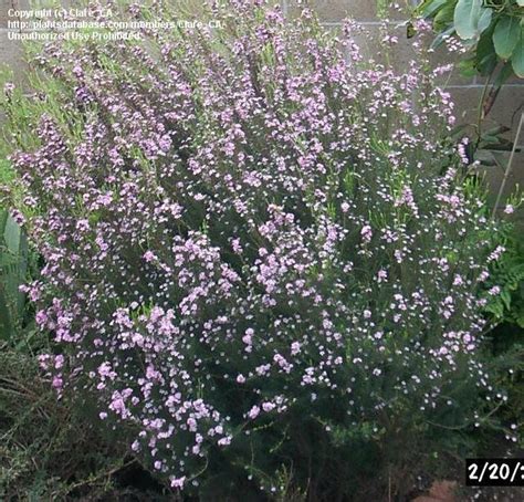 Flowers: Breath of heaven - Diosma